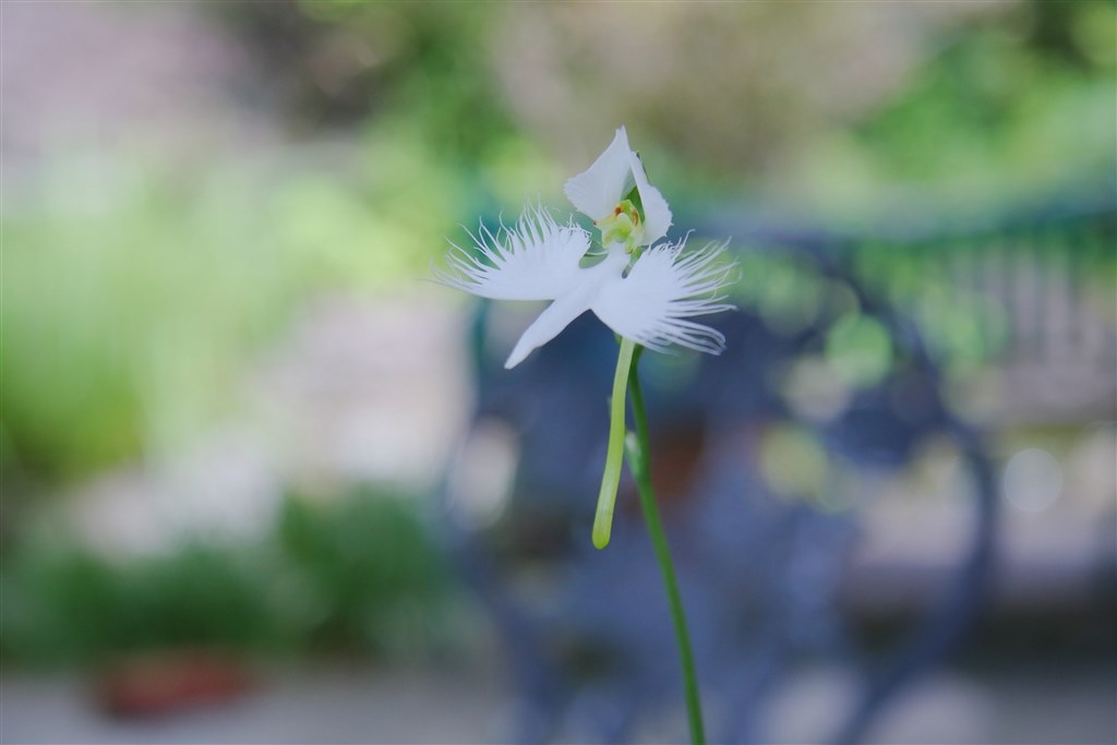 絞ればよい絵が出るレンズ』 CANON EF-S17-85mm F4-5.6 IS USM