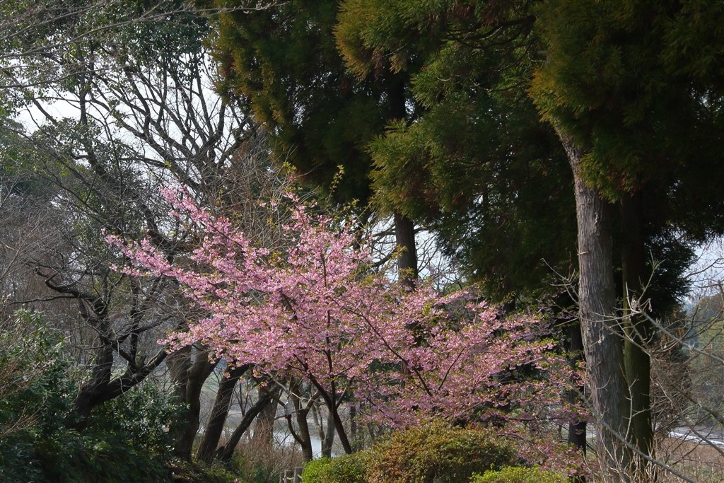 絞ればよい絵が出るレンズ』 CANON EF-S17-85mm F4-5.6 IS USM 絞ればよい絵が出るレンズ』 CANON EF-S17-85mm F4-5.6 IS USM