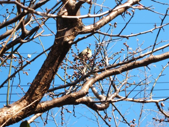 富士フイルム FinePix F440で撮影された写真 (レビュー) - 価格.com