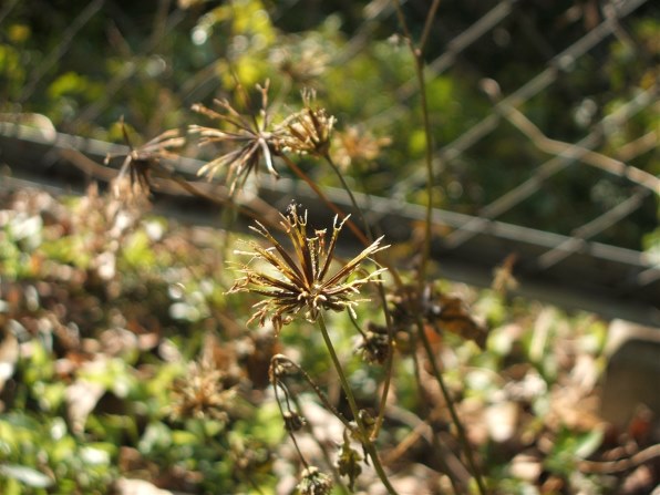 富士フイルム FinePix F440で撮影された写真 (レビュー) - 価格.com