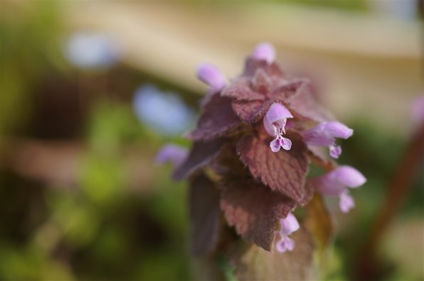 TAMRON SP AF60mm F/2 Di II LD [IF] MACRO 1:1 (Model G005) (ソニー