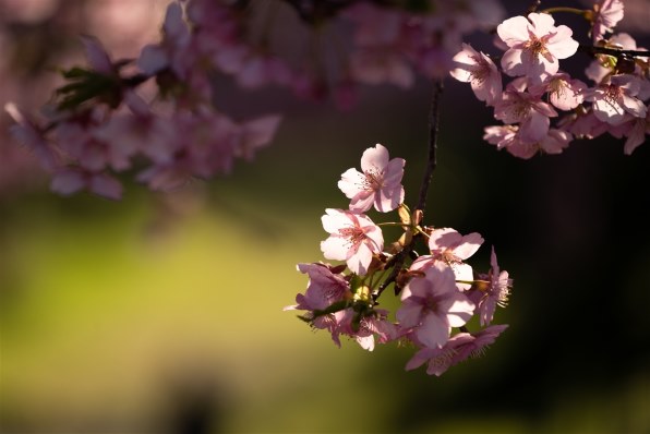 SONY FE 70-300mm F4.5-5.6 G OSS SEL70300G レビュー評価・評判  