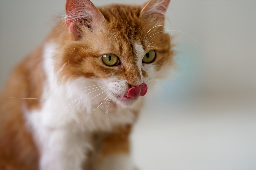 20コマ/秒で使うにはこれ1択』 SONY FE 135mm F1.8 GM SEL135F18GM