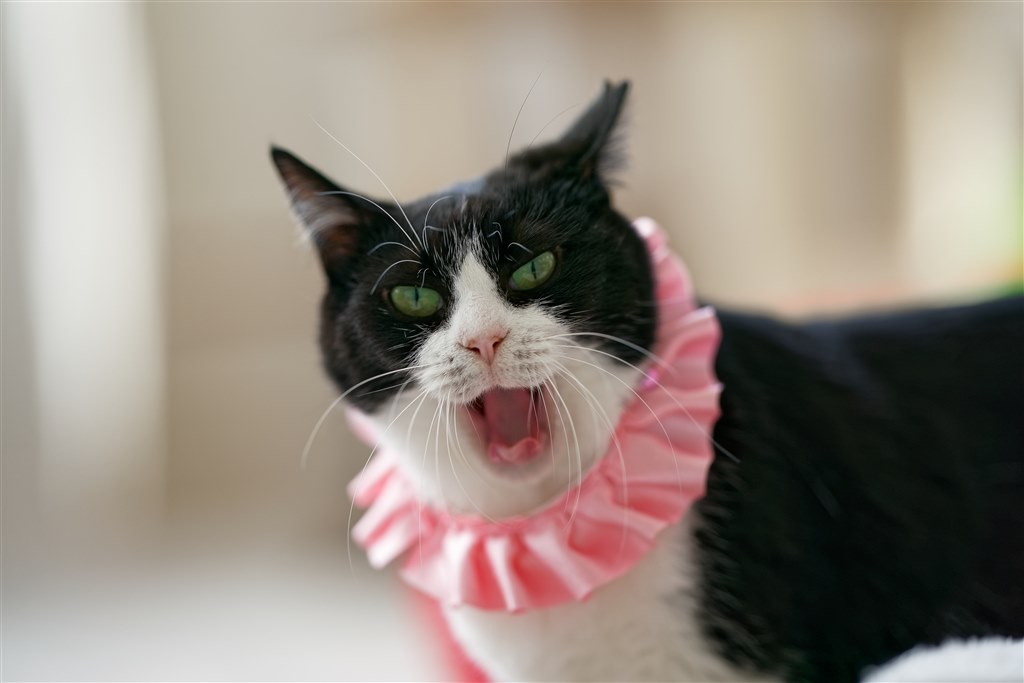 20コマ/秒で使うにはこれ1択』 SONY FE 135mm F1.8 GM SEL135F18GM