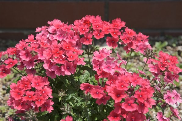 室内試し撮りのみ 富士フイルムフジノンレンズ XF50mmF2 R WR 富士フイルム フジノンレンズ XF50mmF2 R WR [ブラック] 価格比較