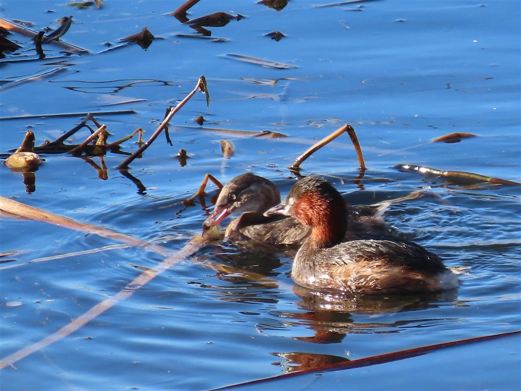 究極のお散歩カメラ、誰でも超望遠＆超接近撮影が楽しめます