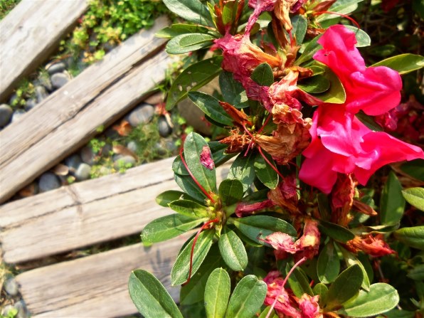 コダック EasyShare M532 [シルバー]投稿画像・動画 (レビュー) - 価格.com