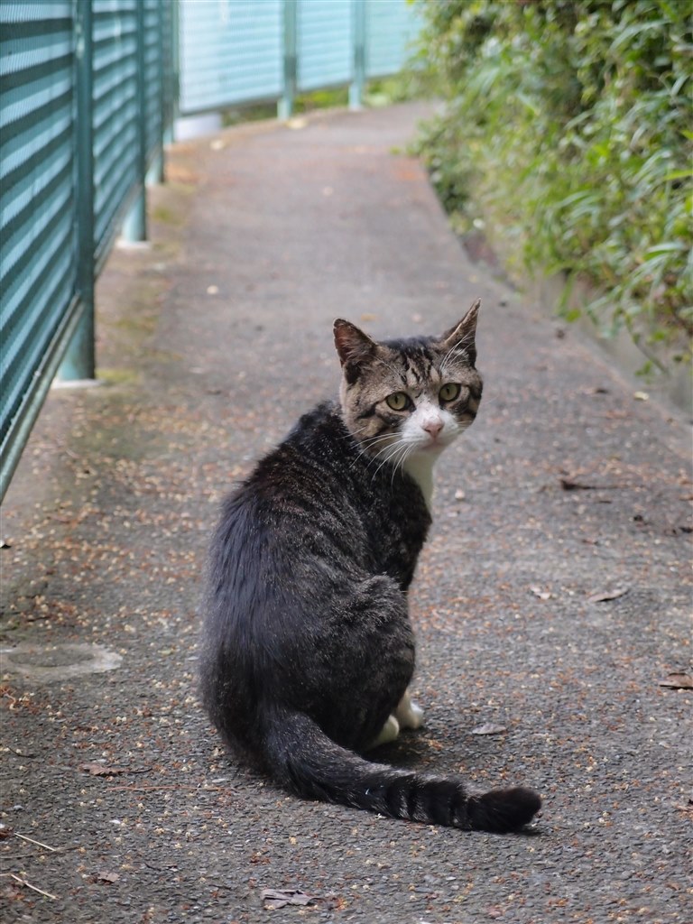 オリンパス オリンパス OLYMPUS XZ-1 [ブラック] 価格比較 - 価格.com