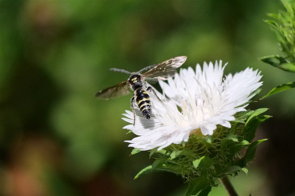 運動会 一定のスポーツ撮影等屋外で活躍 パナソニック Lumix G Vario 100 300mm F4 0 5 6 Ii Power O I S H Fsa ちきん猫さんのレビュー評価 評判 価格 Com