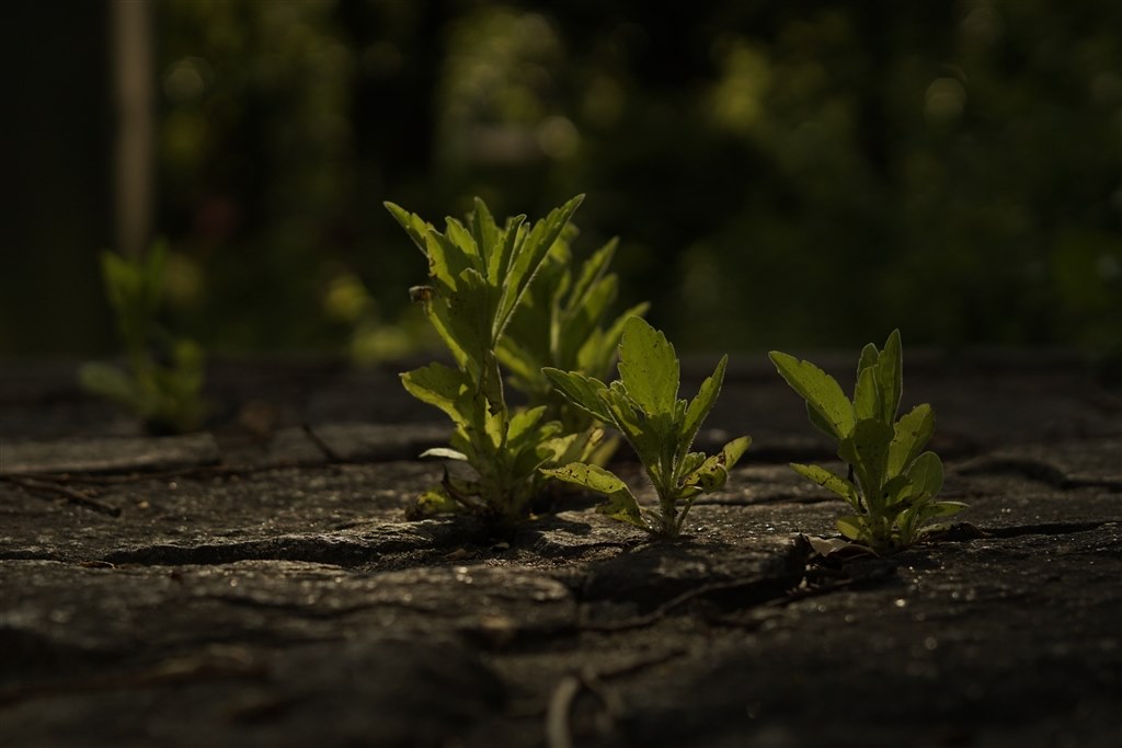 1万枚撮って評価が変わった』 SONY α5100 ILCE-5100 ボディ ちょぴん