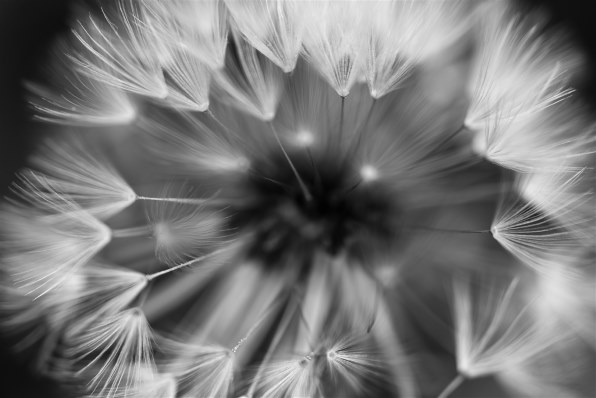 SONY FE 90mm F2.8 Macro G OSS SEL90M28G レビュー評価・評判 SONY FE 90mm F2.8 Macro G OSS SEL90M28G レビュー評価・評判