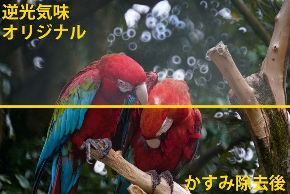 ケンコー ミラーレンズ 400mm F8 N II [ソニーE用]投稿画像