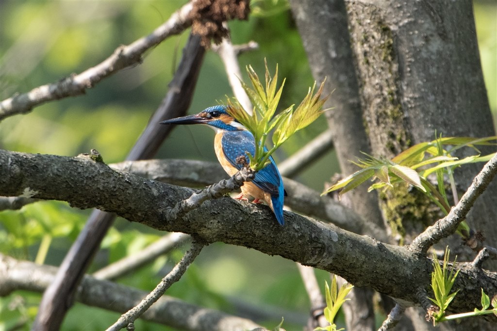 便利すぎるんですが』 シグマ 60-600mm F4.5-6.3 DG OS HSM