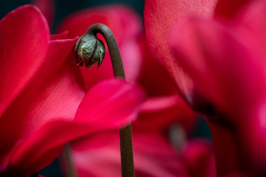 描写力』 京セラ Carl Zeiss Makro-Planar T* 60mm F2.8C (MM)  akira_photolographyさんのレビュー評価・評判 - 価格.com