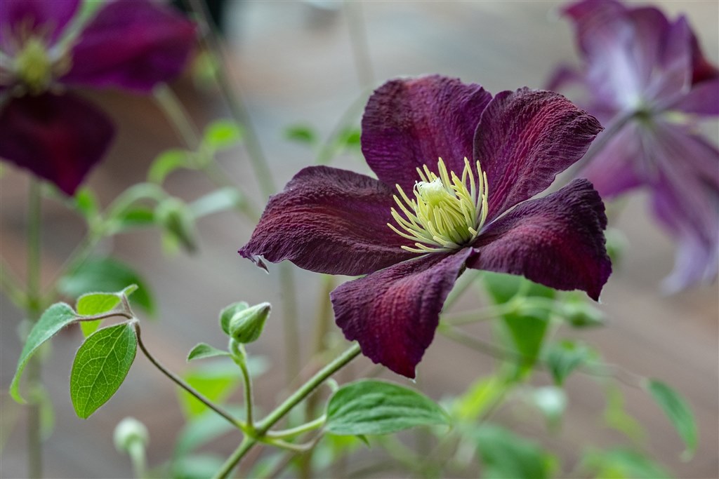 描写力』 京セラ Carl Zeiss Makro-Planar T* 60mm F2.8C (MM 描写力』 京セラ Carl Zeiss Makro-Planar T* 60mm F2.8C (MM