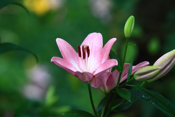 シグマ APO 100-300mm F4 EX DG HSM (キヤノン AF) レビュー評価 シグマ APO 100-300mm F4 EX DG HSM (キヤノン AF) レビュー評価