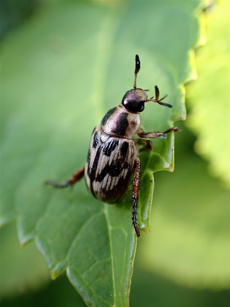 TG-2から乗り換え』 オリンパス OLYMPUS Tough TG-6 [レッド