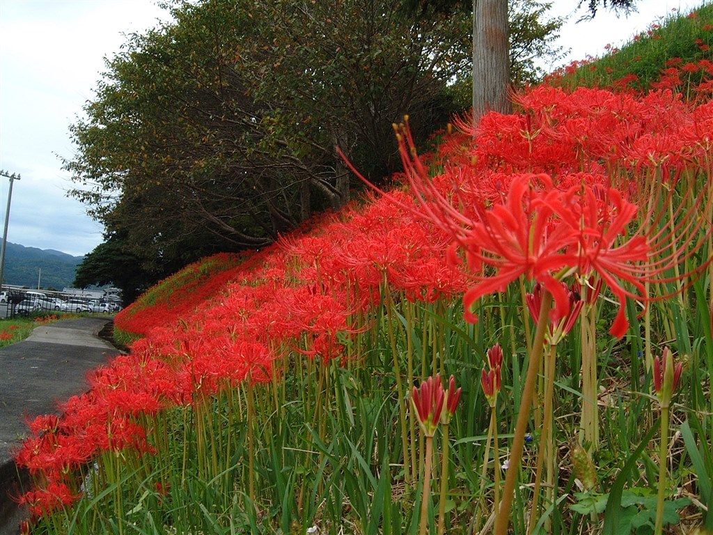 再々の追加レビューです。』 富士フイルム FinePix 4700Z マヂキチ三平