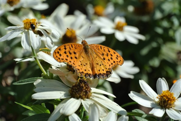 ニコン 1 NIKKOR VR 30-110mm f/3.8-5.6 [ブラック]投稿画像