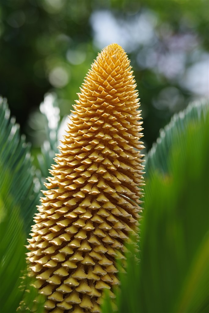 大口径望遠ズーム事始めに最適。軽量でマクロやボケ描写も