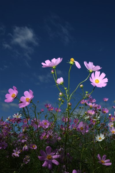 ♥︎◇美品 ◇超広角レンズ ◇TAMRON タムロン 19-35mm Nikon Amazon | TAMRON AF19-35mm/F3.5-4.5 A10 ニコンAF用 | ワイド