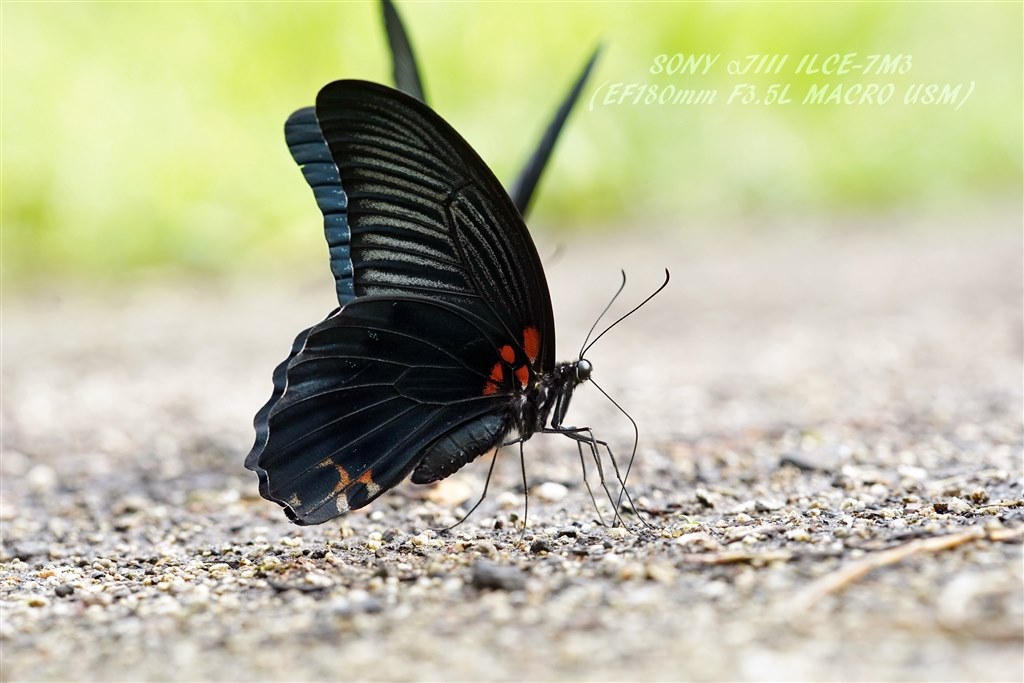 上級者向け』 CANON EF180mm F3.5L マクロ USM ちゃーずる良さんの