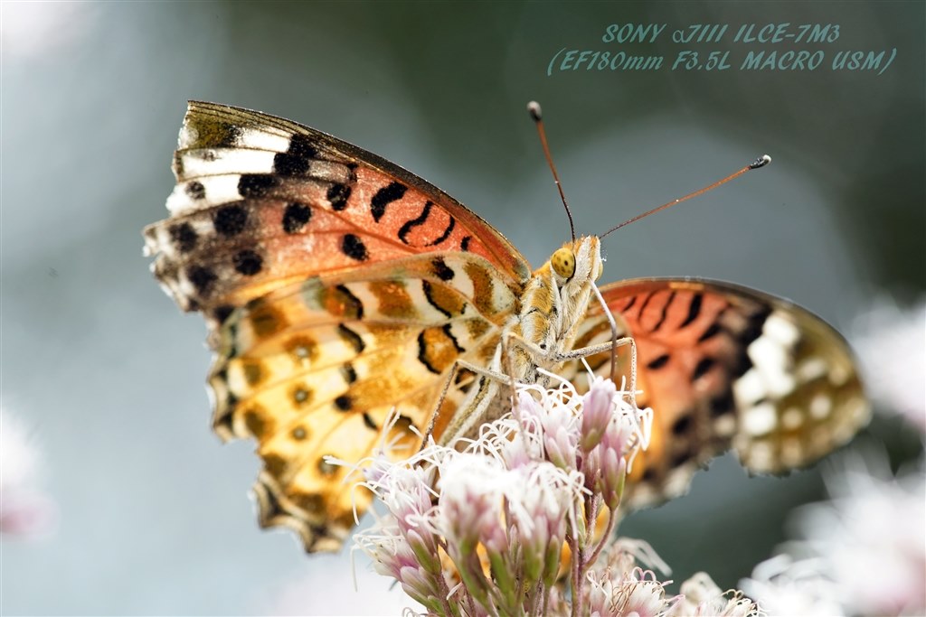 Canon EF180mm F3.5L マクロ USM EF180mm F3.5L Macro USMで撮る迫力のマクロ世界 距離を保って