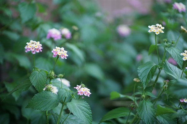 七工匠 55m F1.4 7artisans LENZ  5514EB Amazon.co.jp: 7artisans 七工匠 55mm F1.4 II マイクロフォー