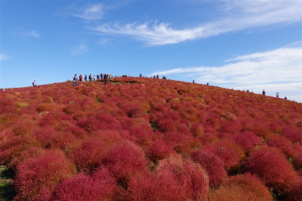 素人でも綺麗な写真が撮れたと思います Sony サイバーショット Dsc Rx100m7g シューティンググリップキット White Shipさんのレビュー評価 評判 価格 Com