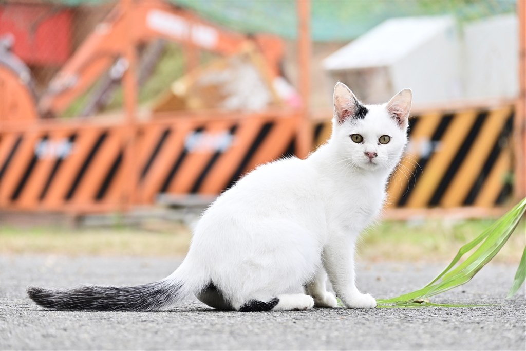 ゴンさん　閲覧用 ゴンさん