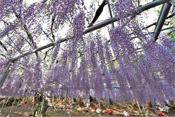 シグマ 8-16mm F4.5-5.6 DC HSM (ニコン用) レビュー評価・評判