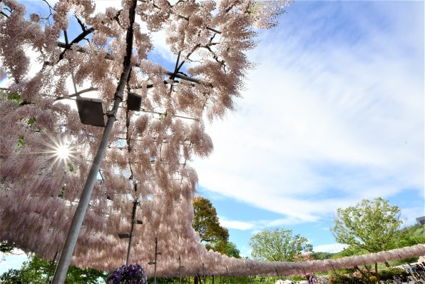 シグマ 8-16mm F4.5-5.6 DC HSM (ニコン用) レビュー評価・評判