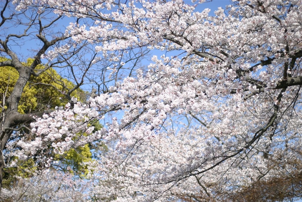 2003年発売の中級機EOS10D。晴れた日のお散歩用カメラ』 CANON EOS 10D