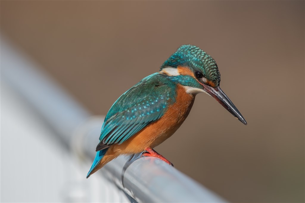 とても綺麗に写ります』 シグマ 150-600mm F5-6.3 DG OS HSM ...