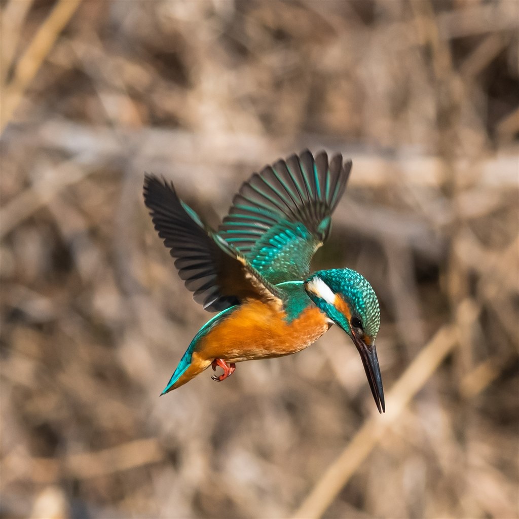 とても綺麗に写ります』 シグマ 150-600mm F5-6.3 DG OS HSM