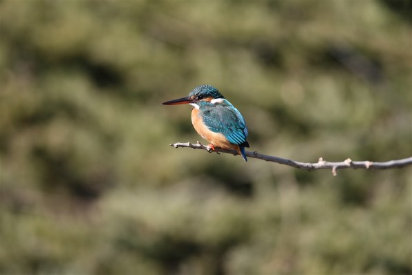 キヤノン CANON EF600mm F4L IS II USM EF600mm F4L IS USM S267-2D | キヤノン | 一眼レフカメラ用
