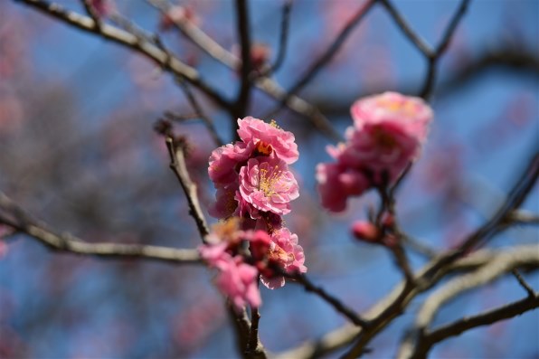 ニコン AF Zoom Nikkor ED 28-200mm F3.5-5.6G(IF)投稿画像