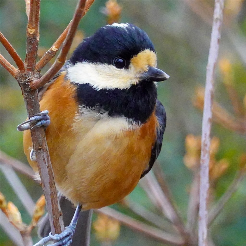 登山で風景なら使える1台。』 SONY サイバーショット DSC-RX100M7