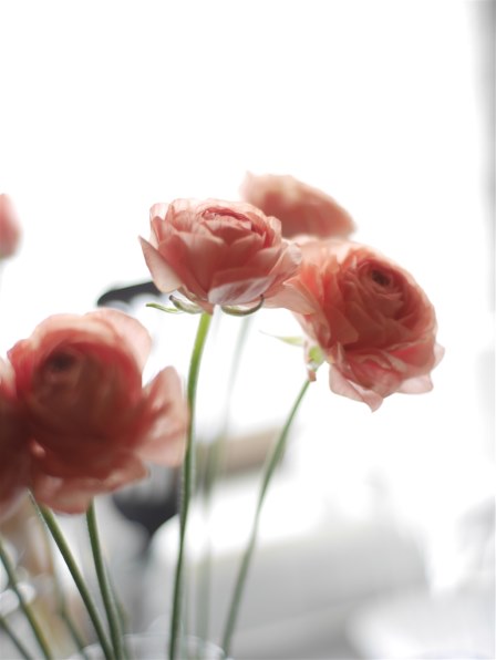 七工匠 7artisans 35mm F1.2 3512M43B [マイクロフォーサーズ用]投稿