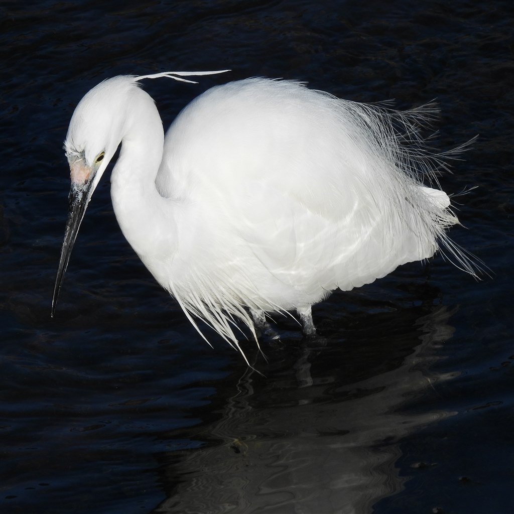 野鳥撮影が楽しくなった。』 ニコン COOLPIX P950 wanizoさんの
