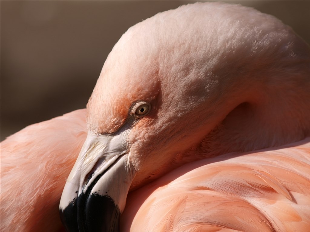 Live Mosらしい描写でしょう オリンパス E 3 ボディ 低感度フォトさんのレビュー評価 評判 価格 Com