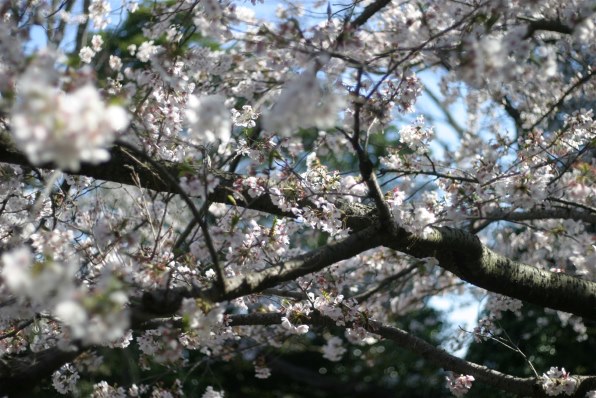 CANON EOS 10D DIGITAL ボディで撮影された写真 (レビュー) - 価格.com