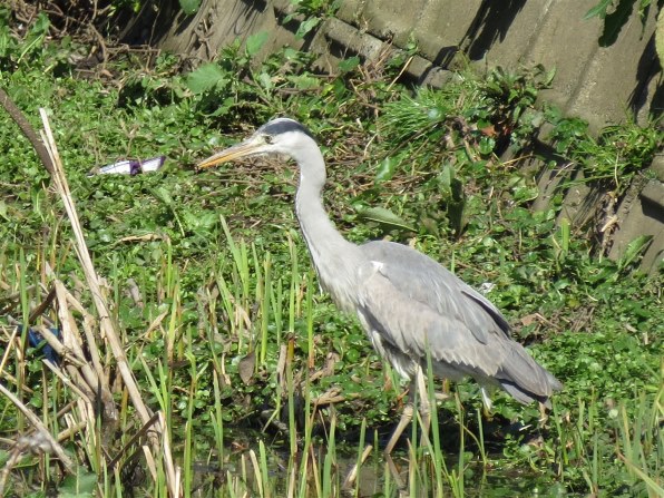 CANON PowerShot SX50 HS投稿画像・動画 - 価格.com