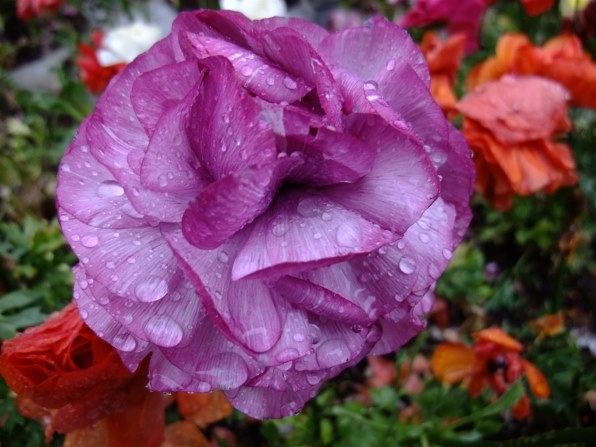 富士フイルム FinePix F200EXR投稿画像・動画 (レビュー) - 価格.com