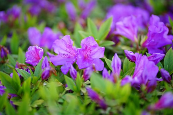 隠れGレンズ、というよりそつなくこなす優等生万能レンズ