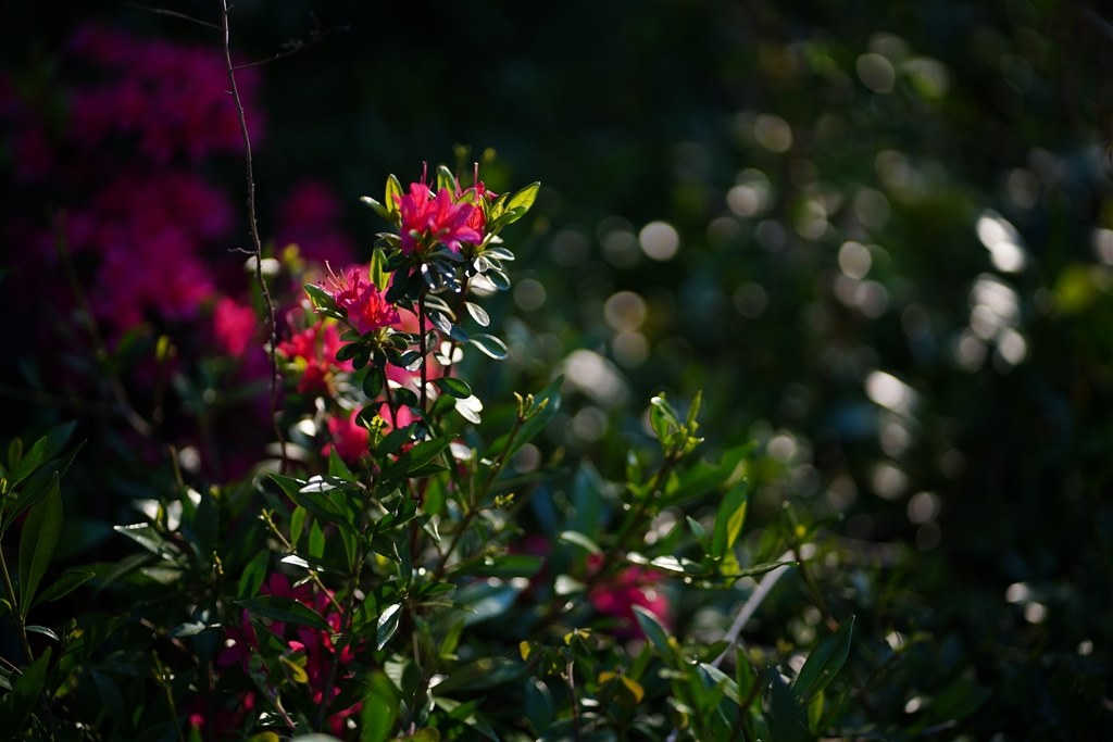 隠れGレンズ、というよりそつなくこなす優等生万能レンズ