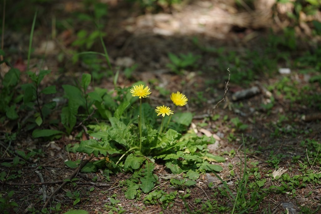 ■美品■SAMYANG 135mm F2 ED UMC For PENTAX SAMYANG（サムヤン） 取寄 135mm F2.0 ED UMC ペンタックスK用