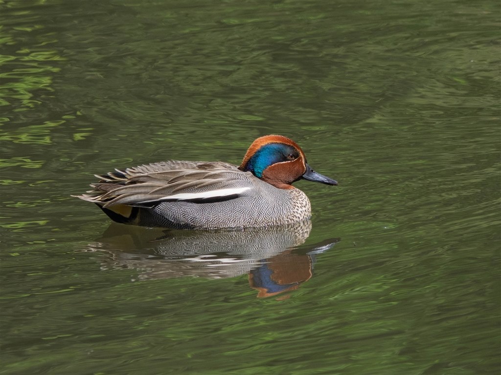 コスパ良いと思います パナソニック Lumix G Vario 100 300mm F4 0 5 6 Ii Power O I S H Fsa Tosh Photoさんのレビュー評価 評判 価格 Com