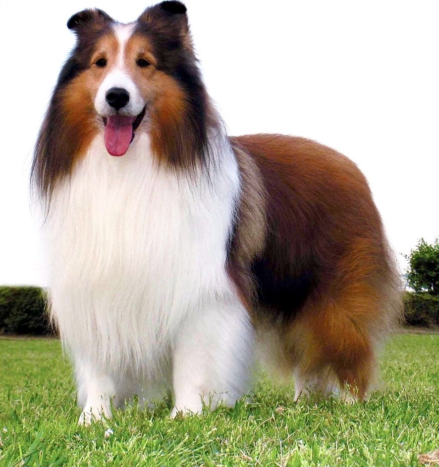 大型犬と小型犬の長所を併せ持った犬種』 中型犬 シェットランド