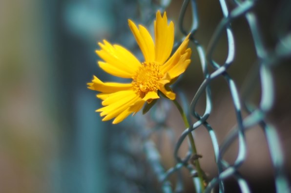 コシナ フォクトレンダー NOKTON 25mm F0.95投稿画像・動画 - 価格.com